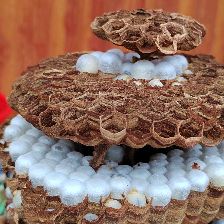 广西凌云忠友蜂业