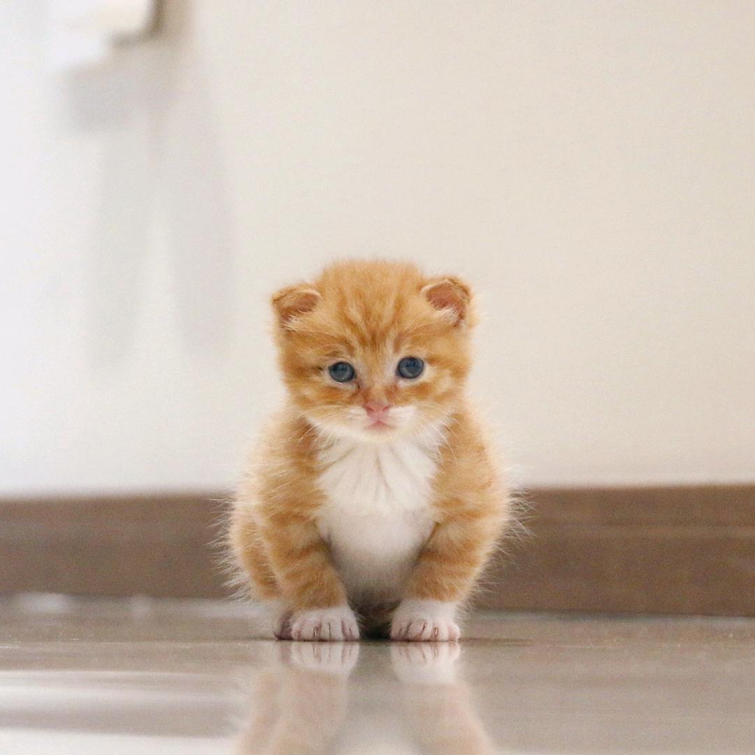 奶猫大薯日记！🐱（再见👋）