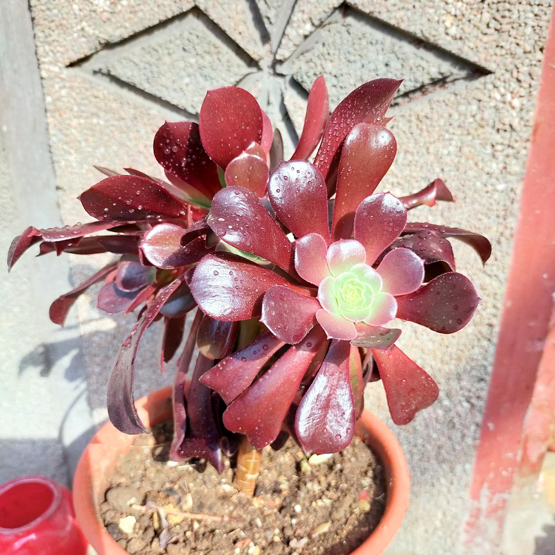 婷婷