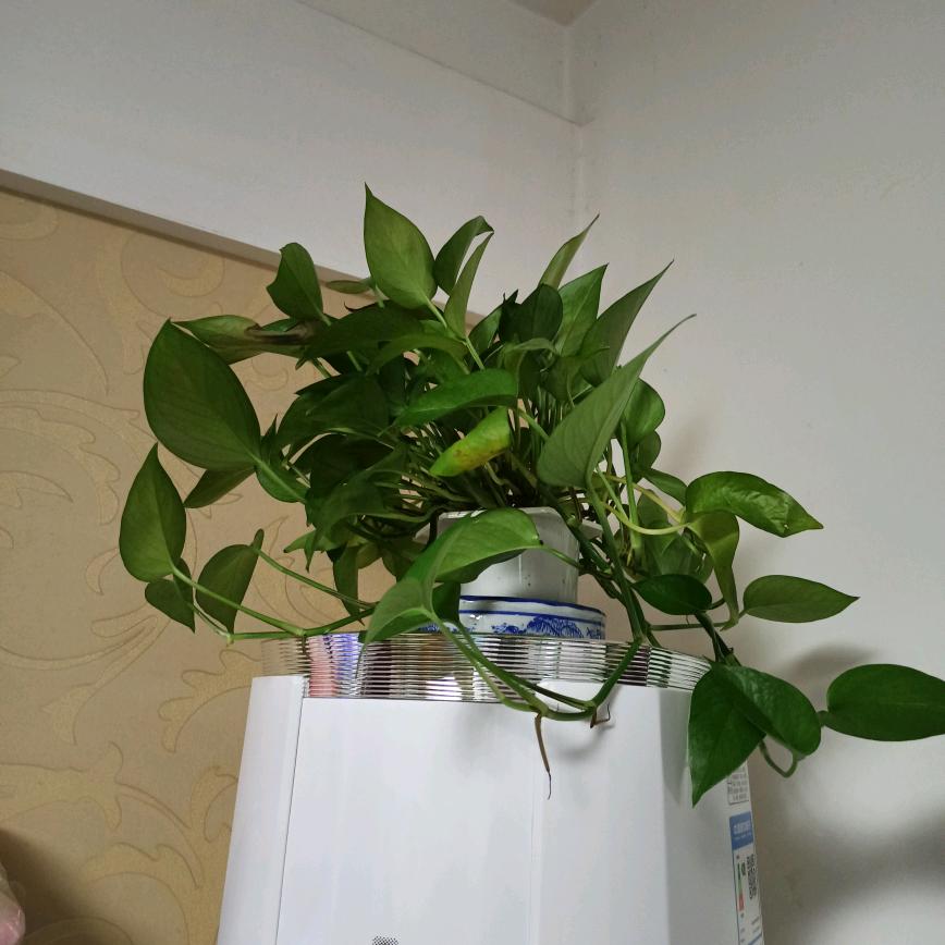 阳光穿透一切