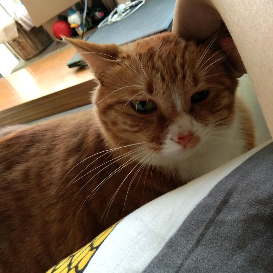 窝窝是一只橘猫