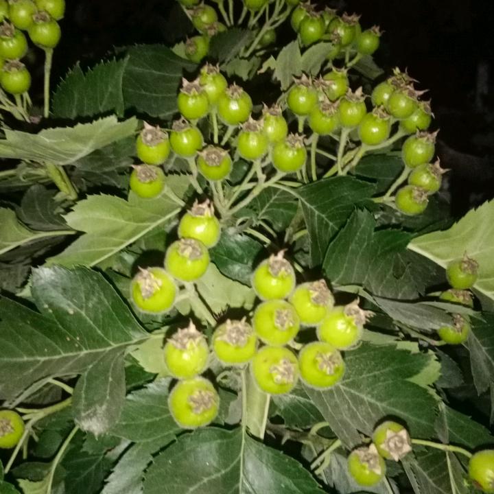 张