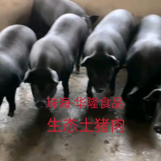 华隆食品-大牛土猪批发(珠海中山)