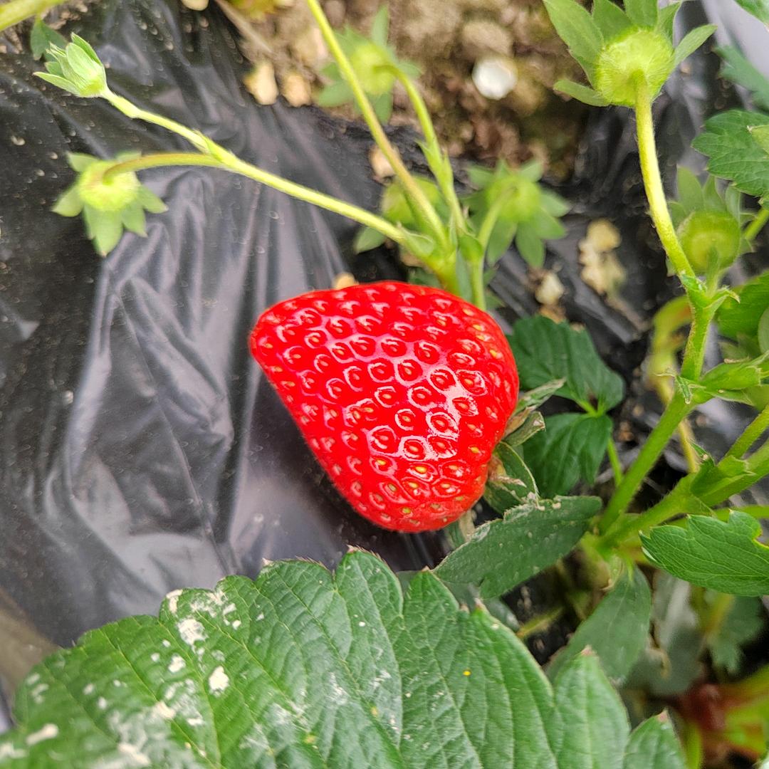 兴隆街涵涵草莓园🍓