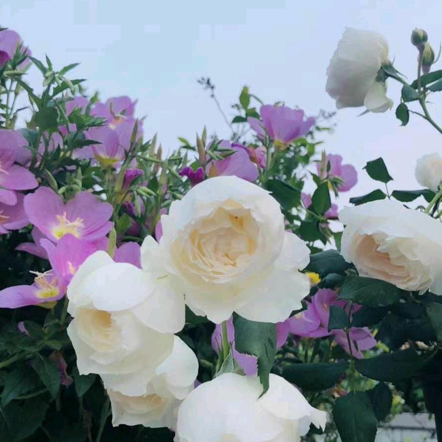 琳潼