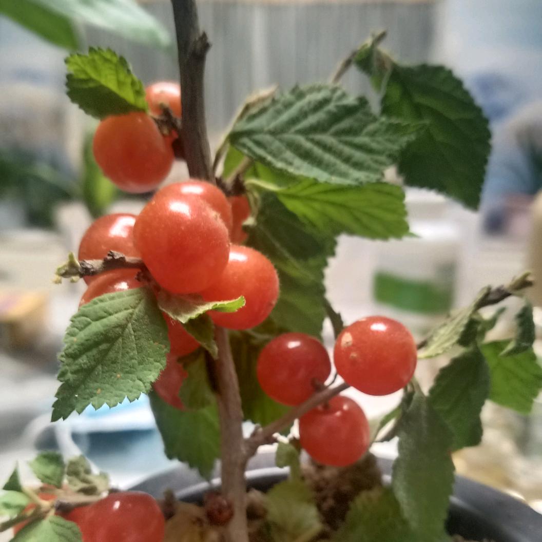 手机用户78386396042