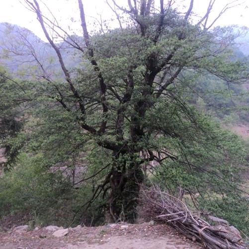 山阳阮小五