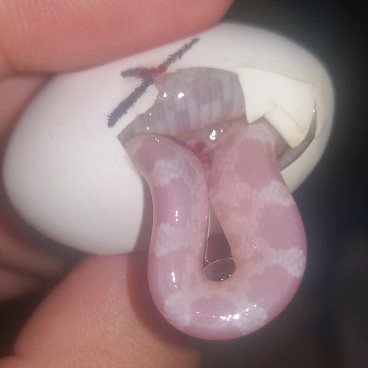 我是萤虫不是萤火虫