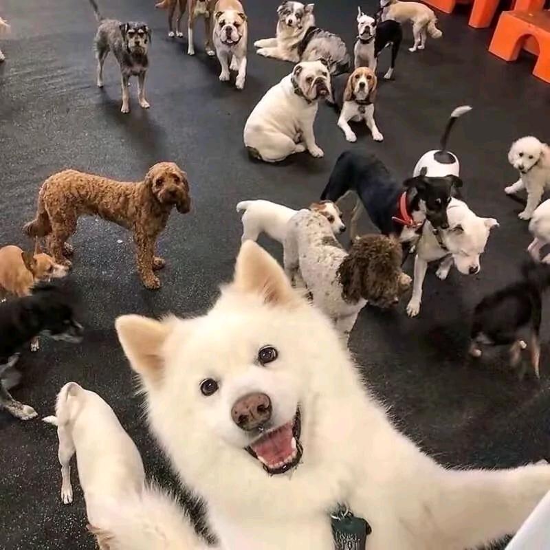 快乐狗蛋