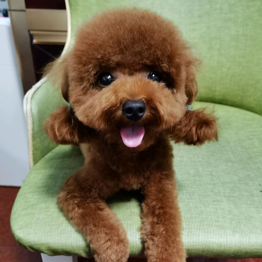 嘟嘟毛孩