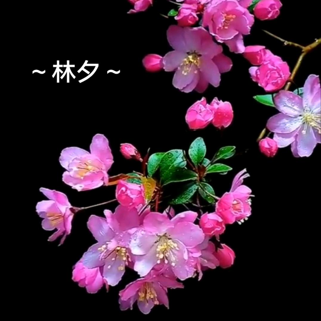 ～林夕～