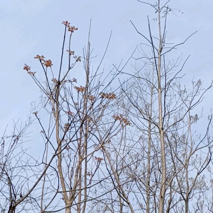 农村二妹