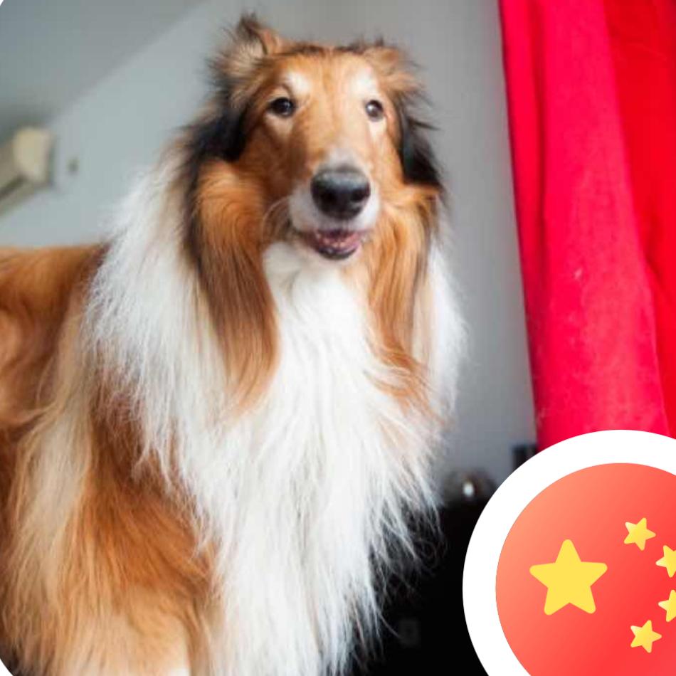 丁丁（ddonly）