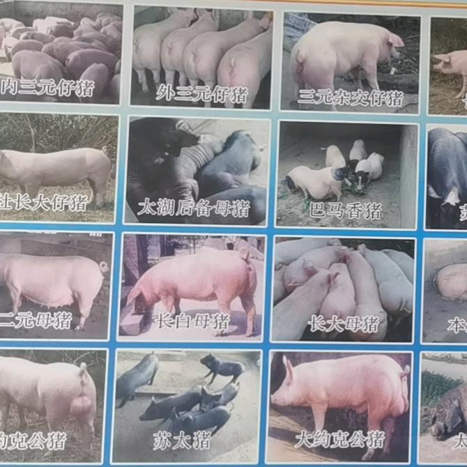 七星关庆扬种猪繁育基地