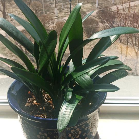 张哥《手机摄影》