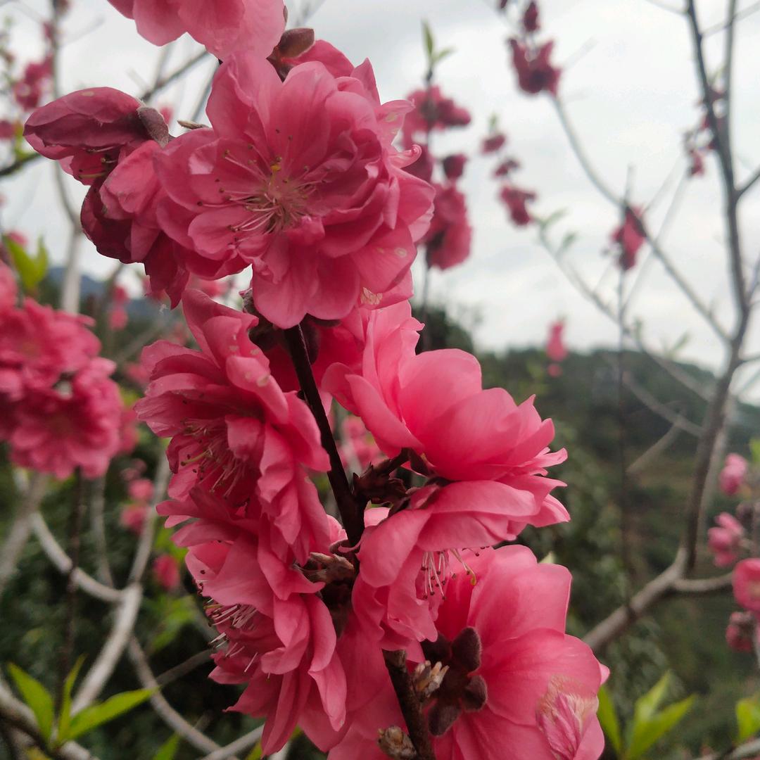 阿红