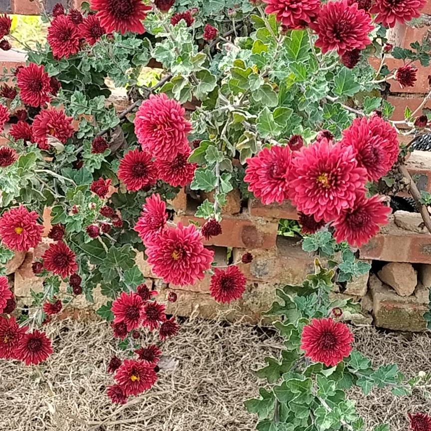 飛菲