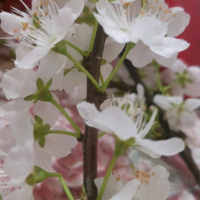 手可摘棉花