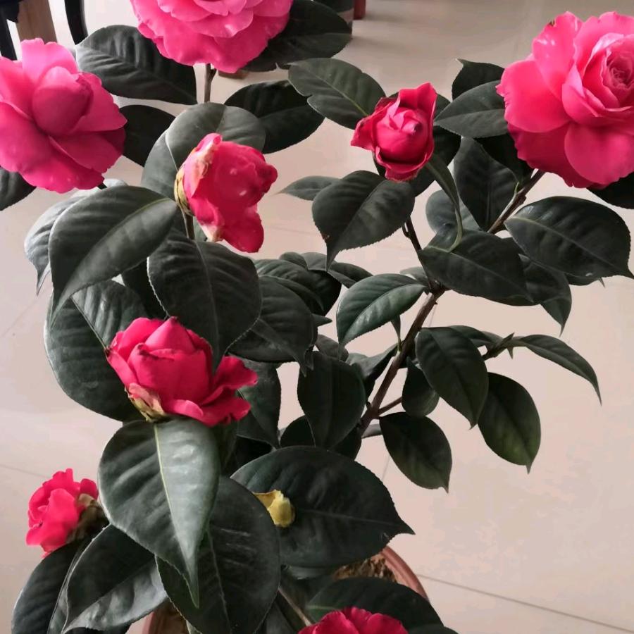 胡先生滴一女汉子