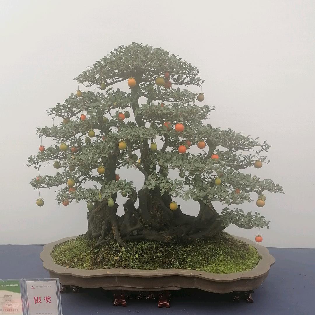 绍龙盆景园艺