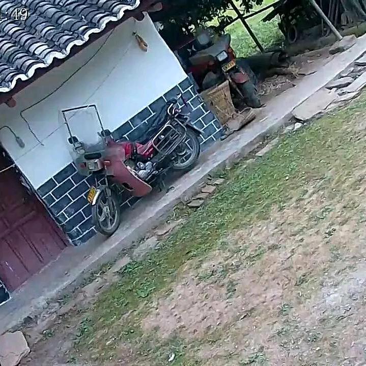 王哥、金