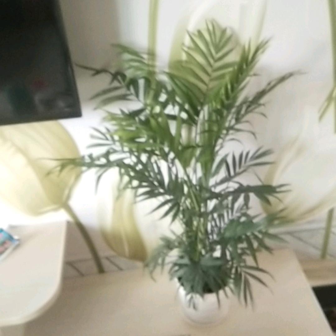 爱你1万年（李应）