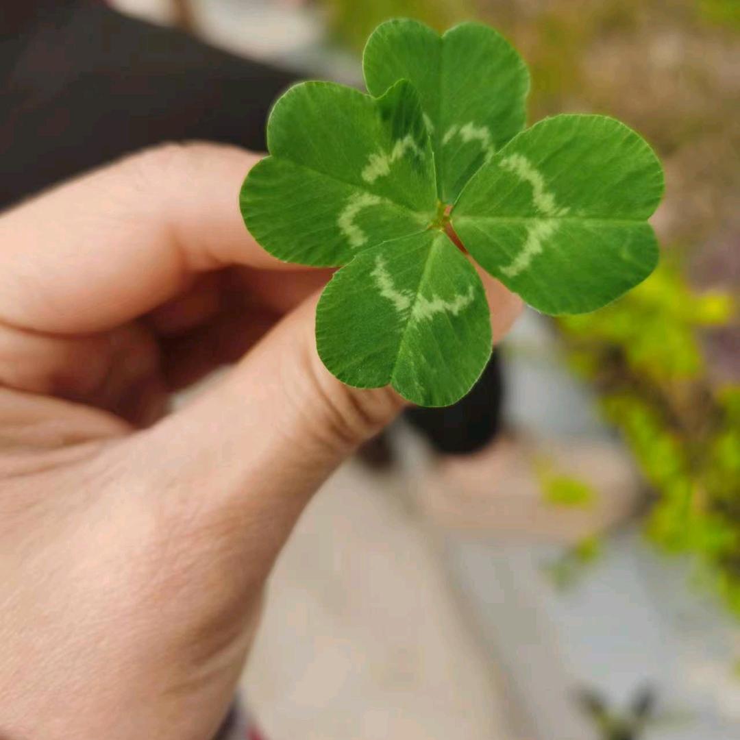 随心录红晨