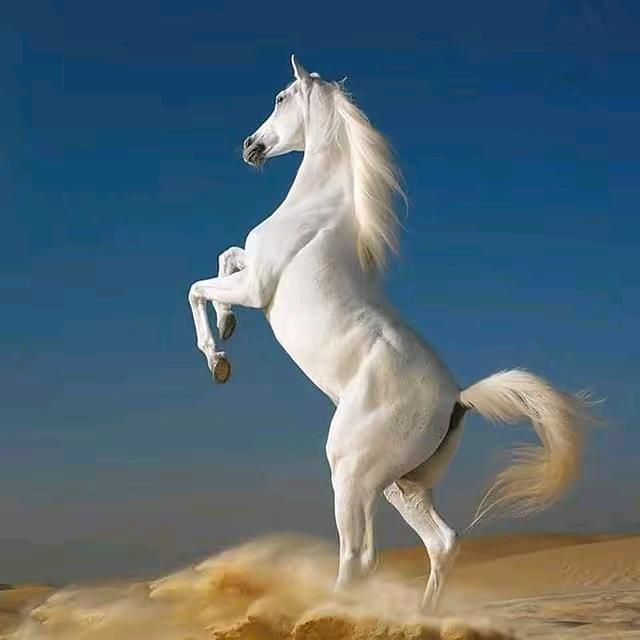 dy2oq4nouyl1