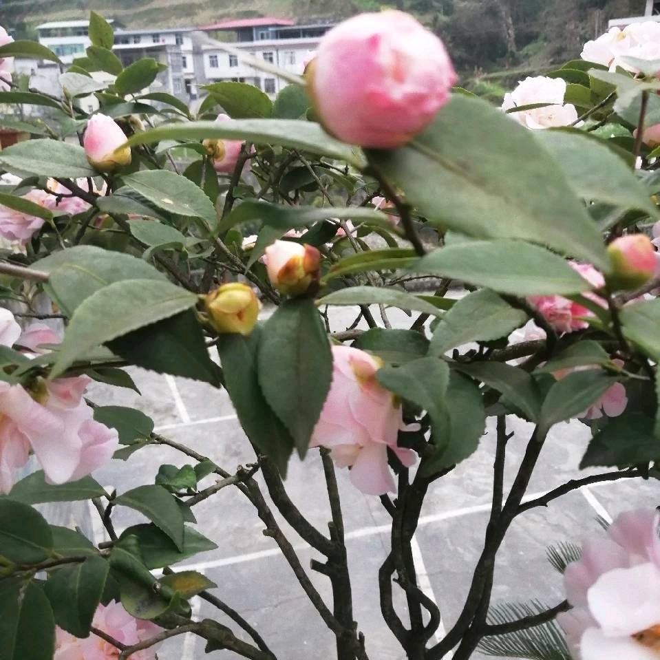 一一丫丫
