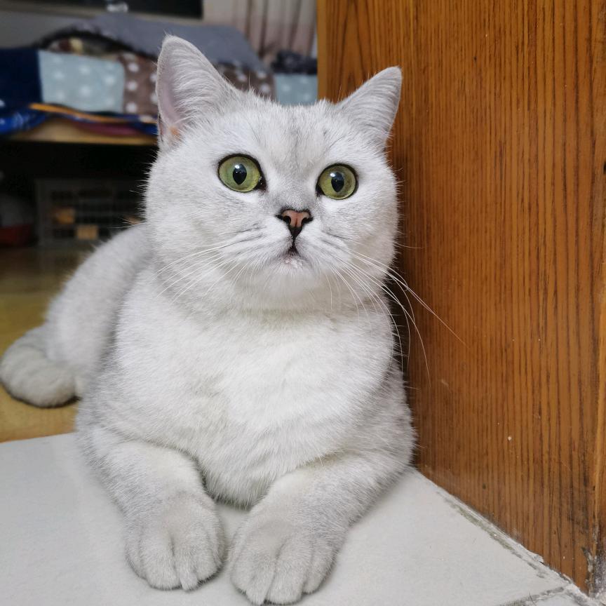 Pupu