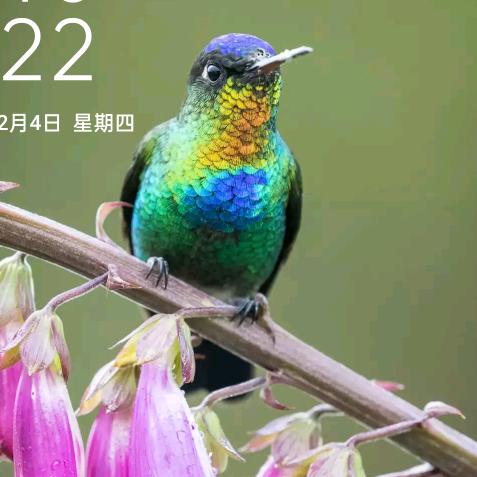 桂花香🌸