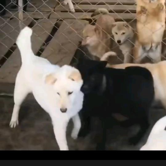 小李养狗