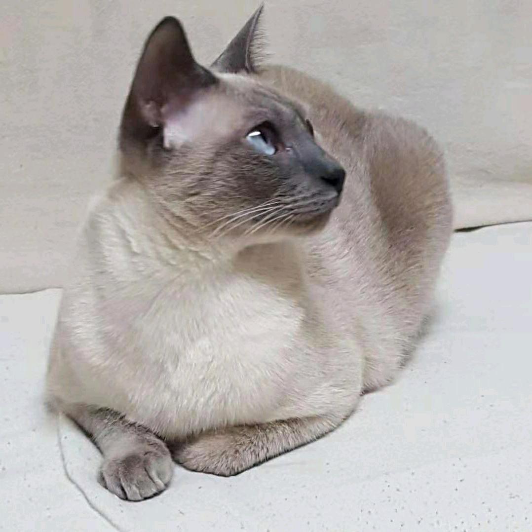 🐾sunny🐈