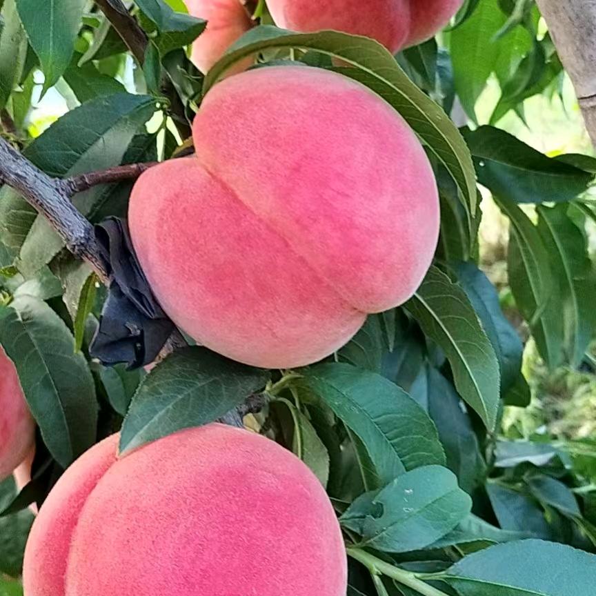 🍅🍓果 甄 鲜🍊🍉