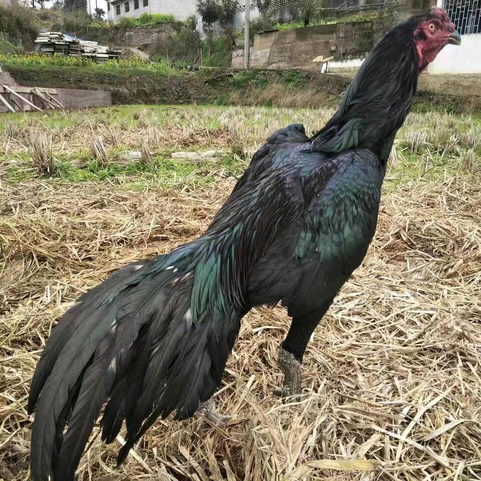 凯里市凹豪养殖场