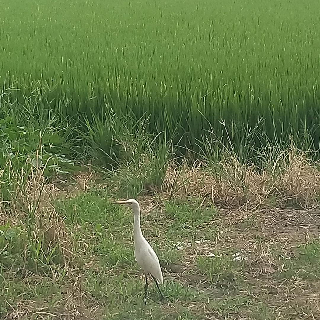岭南之恋