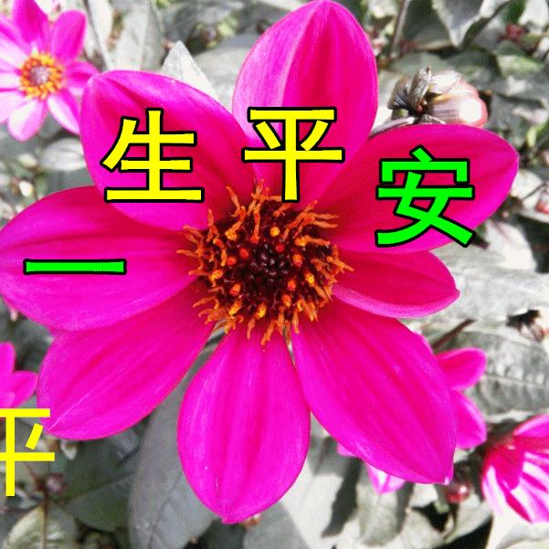 翠
