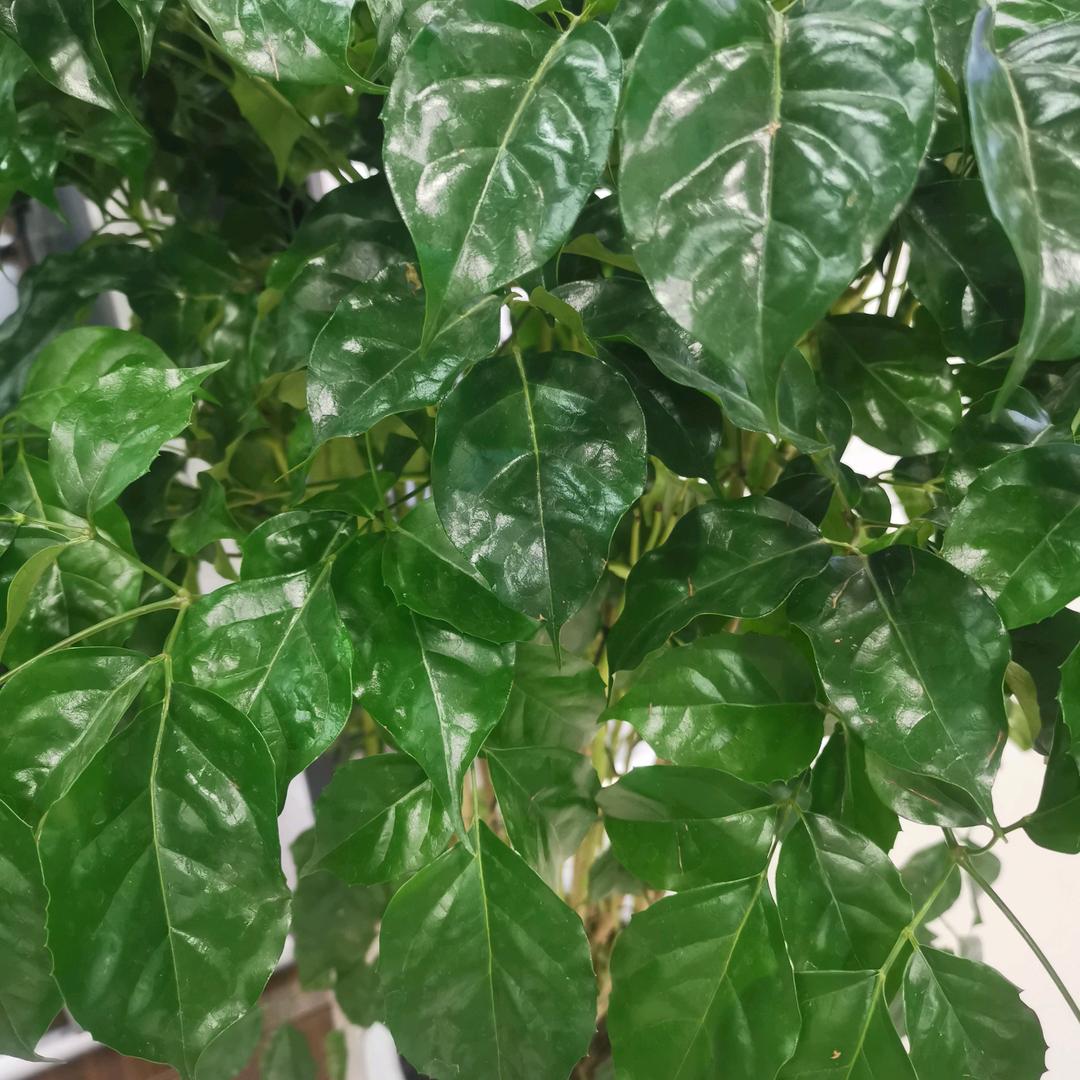 映日荷花别样红🌸