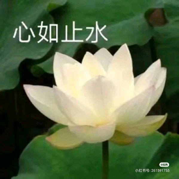 周家三小姐