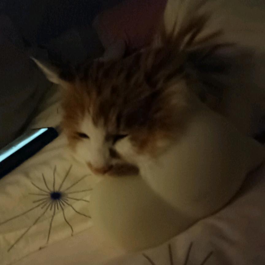 张小妮