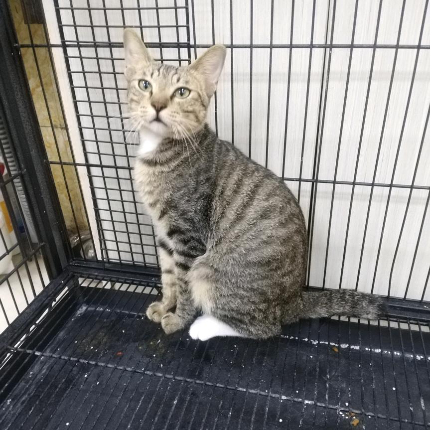 最坏的大花猫