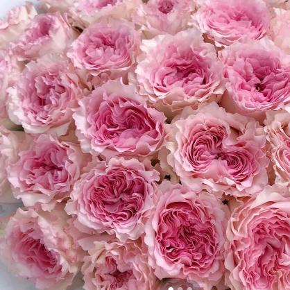 团子家芋泥饼▪杭州湾首家▪