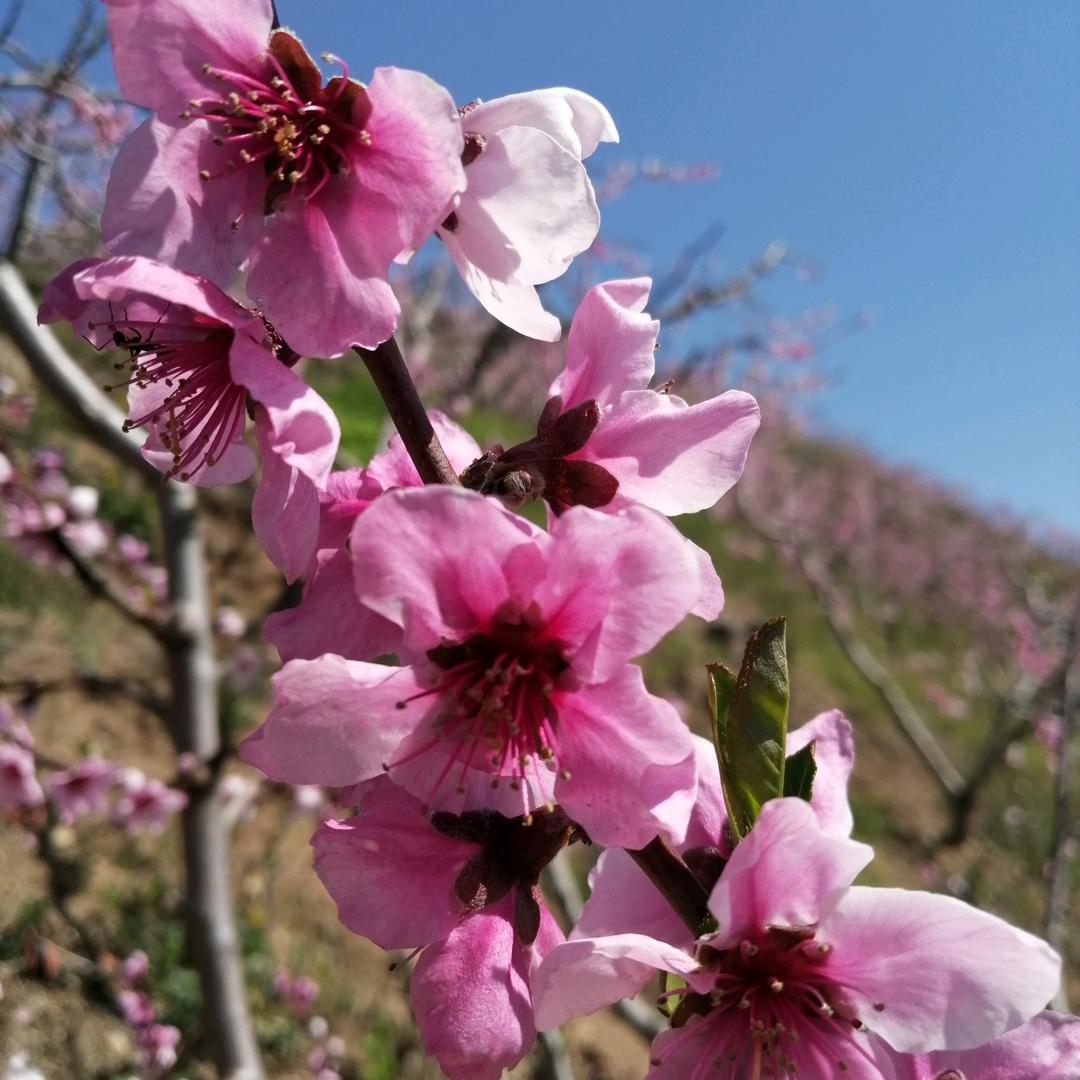 用户425767806396开心