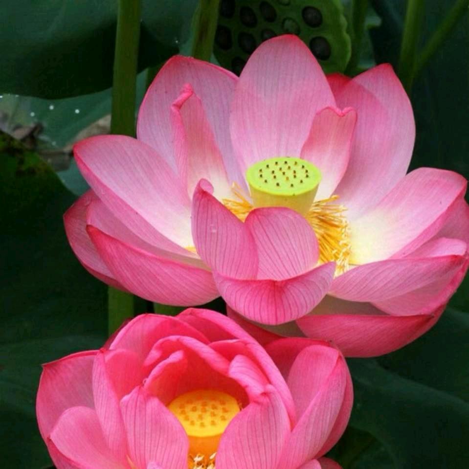 水流花开！🌹🌞(妙泽兰)