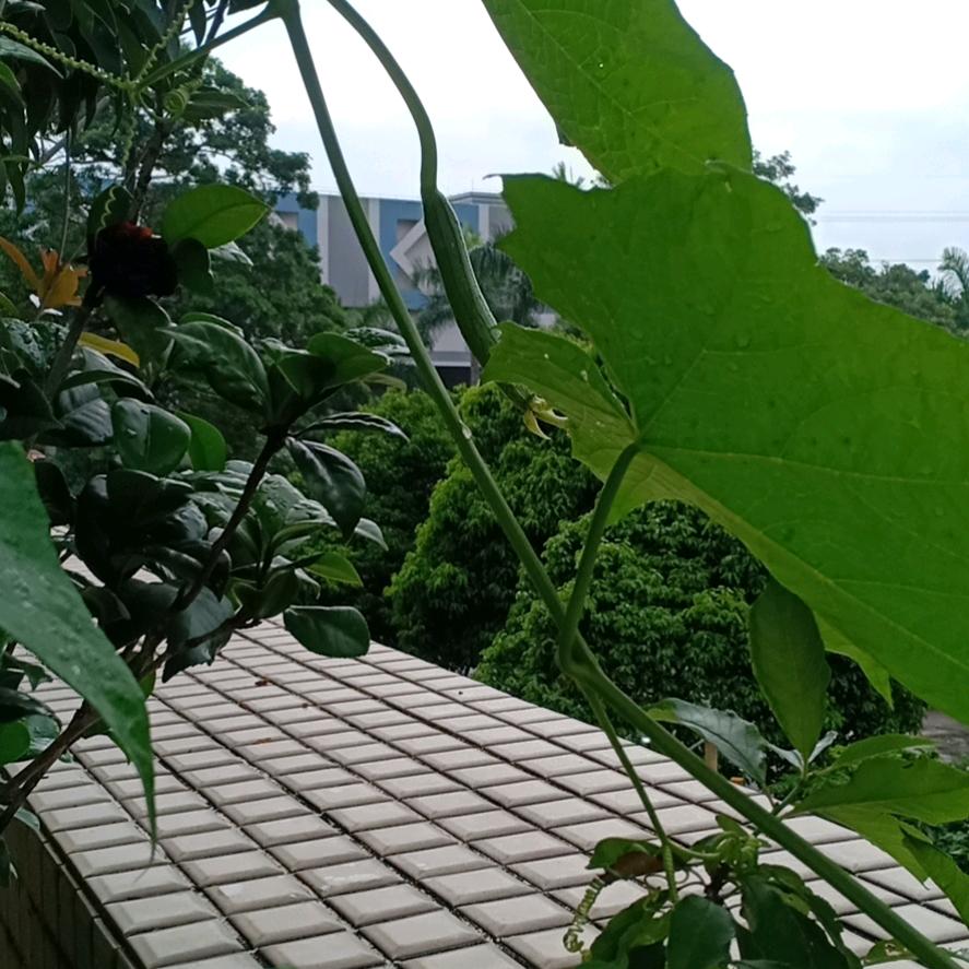 梦想愉愿