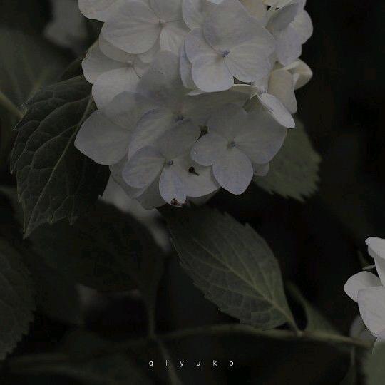 柠檬味的拾荒少女🐸（只爱王给给）