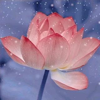 开花富贵