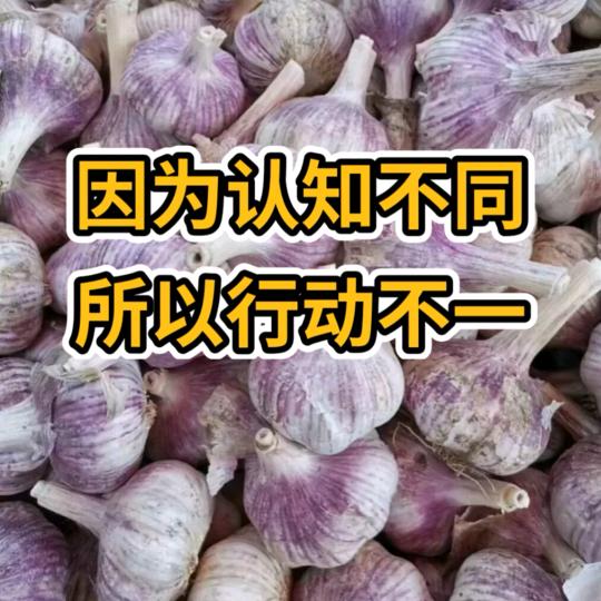 投蒜问路蒜道淘金