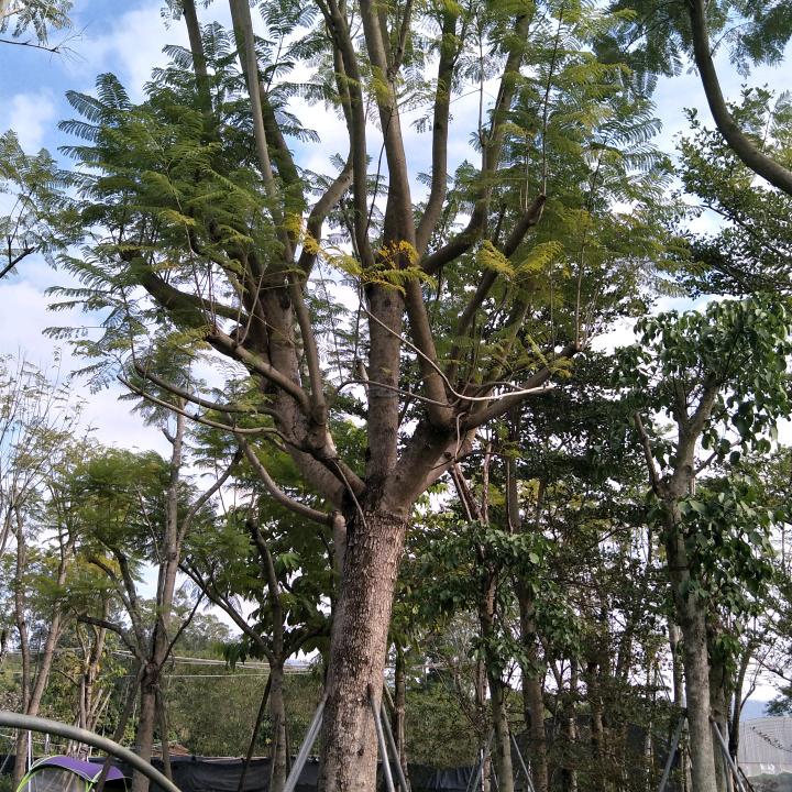 老许
