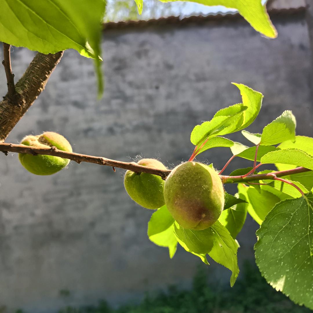 明静高轩